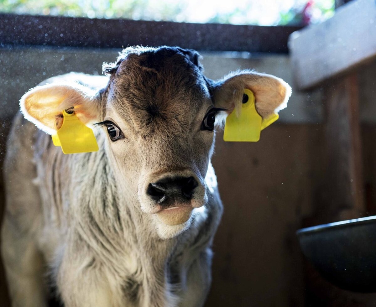 Ein Kalb mit Ohrmarken im Stall des Bauernhofs.