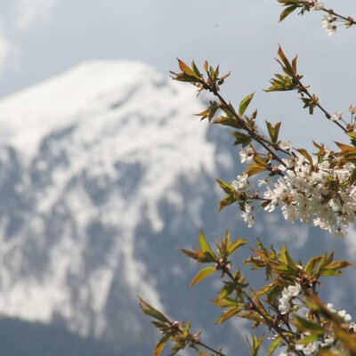 Blüten
