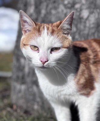 Ein verschmuster Kater auf dem familienfreundlichen Bauernhof.