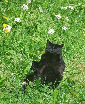 Eine schwarze Katze liegt auf dem Bauernhof im Gras mit Wildblumen.