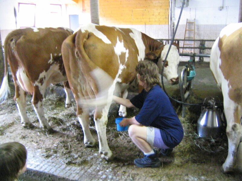 Auch Gäste dürfen melken.Muuh, welche Rasse ist denn das??