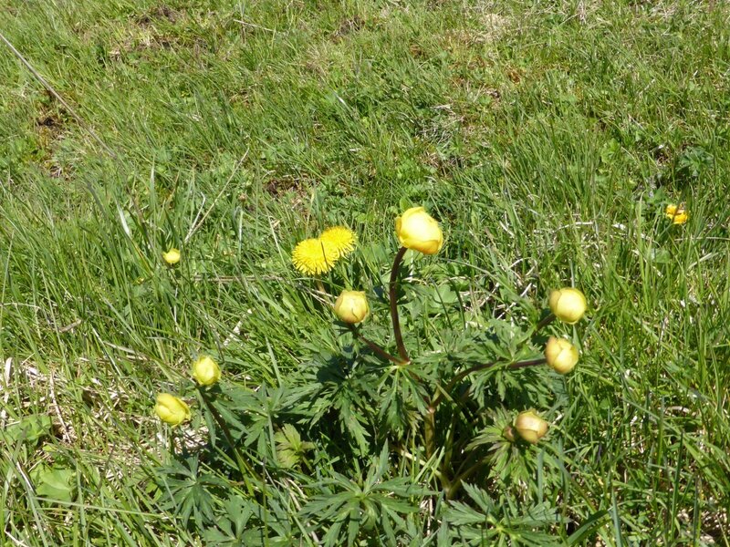 Wiesenblumen im großen Garten des Bauernhofs.