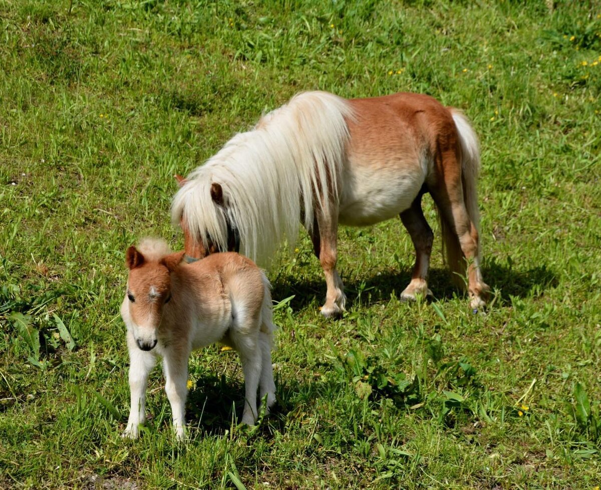 Ein erwachsenes Pony und ein Fohlen grasen auf der Wiese der Ap­par­te­ments.