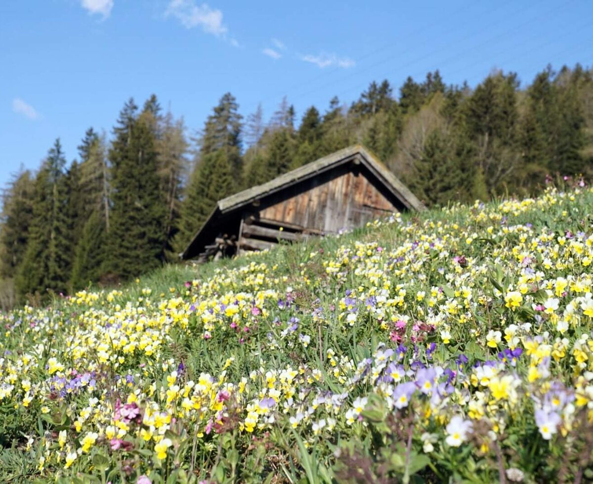 Eine Holzhütte auf einem blühenden Berghang mit Wald im Hintergrund.