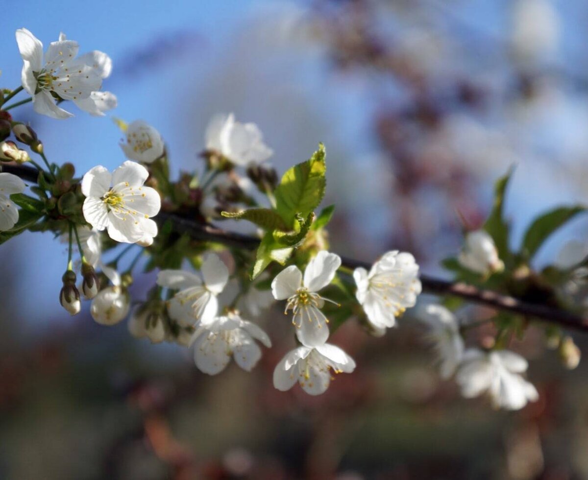 Kirschblütenzweig mit weißen Blüten und jungen grünen Blättern.