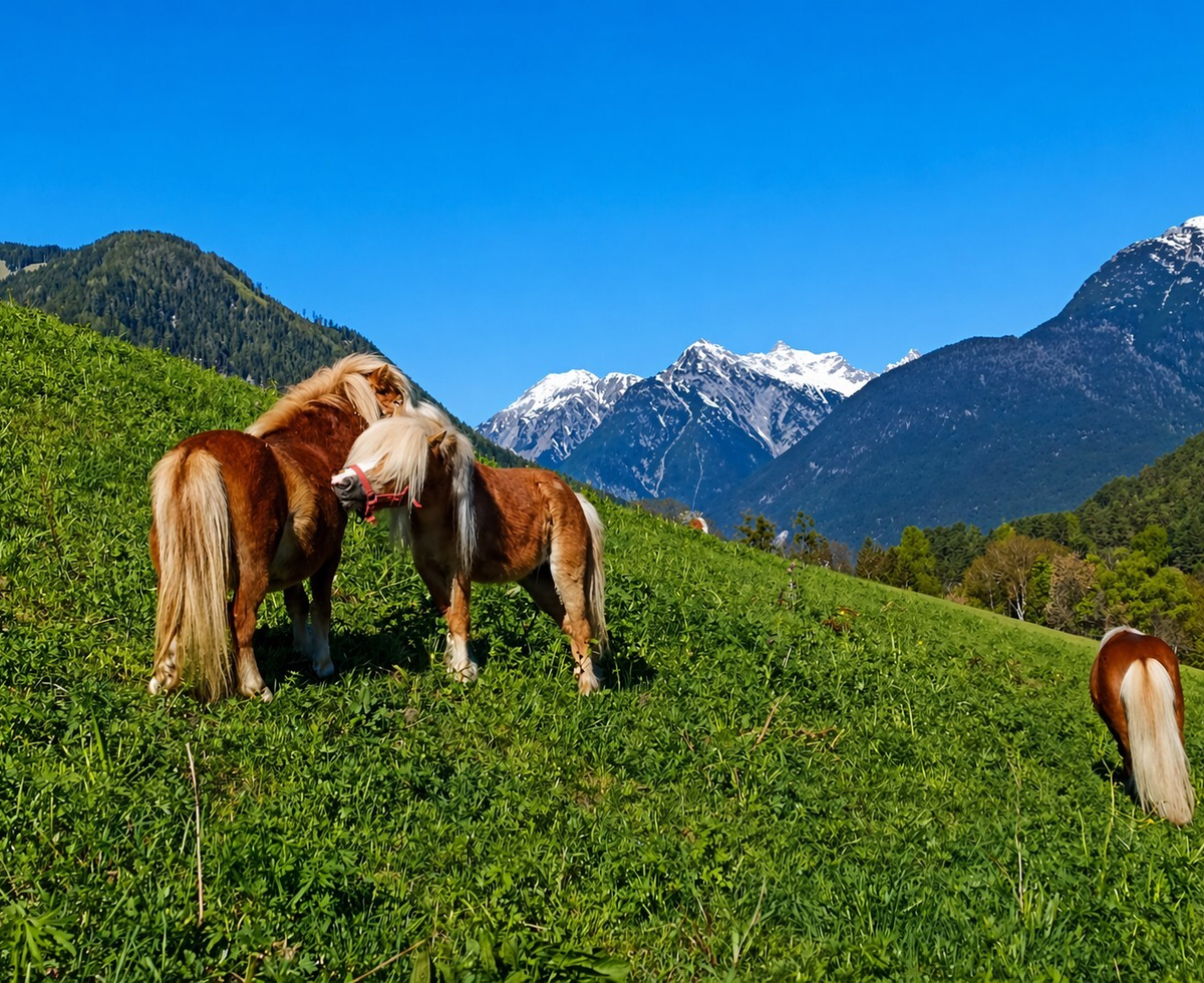 Pferde auf einer grünen Wiese mit Blick auf die Berge und schneebedeckte Gipfel in der Umgebung der Ap­par­te­ments.