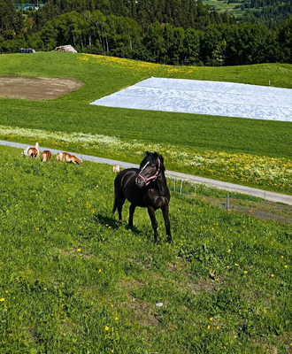 Pferd und Alpakas auf der Wiese der Ap­par­te­ments, umgeben von einer Berg- und Waldlandschaft.
