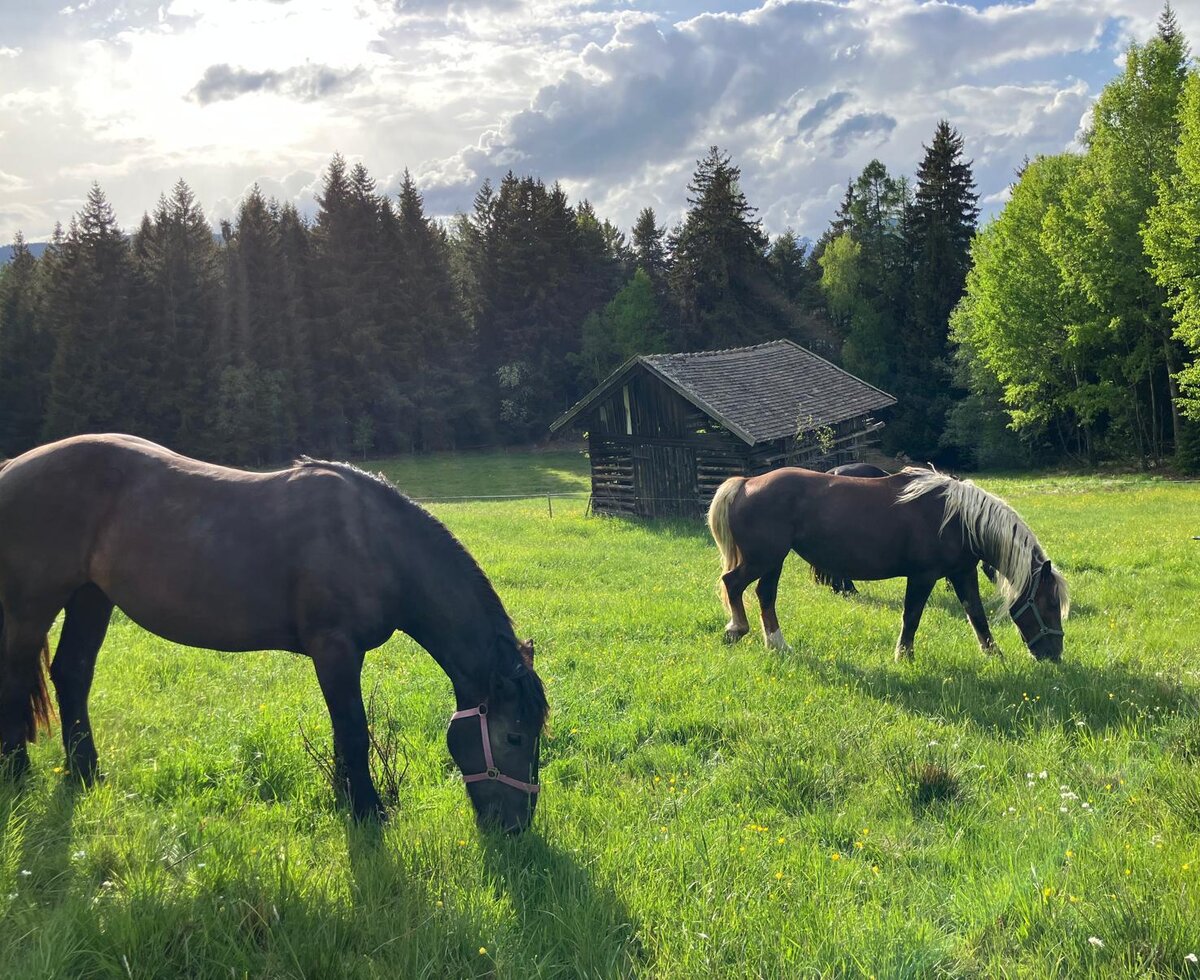 Zwei Pferde grasen auf einer Wiese mit einer Holzhütte und Bäumen im Hintergrund.