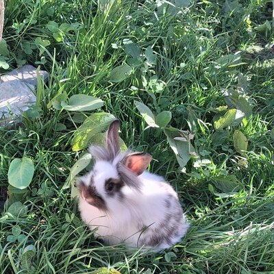 Ein Kaninchen im Gras auf dem Gelände der Ap­par­te­ments.