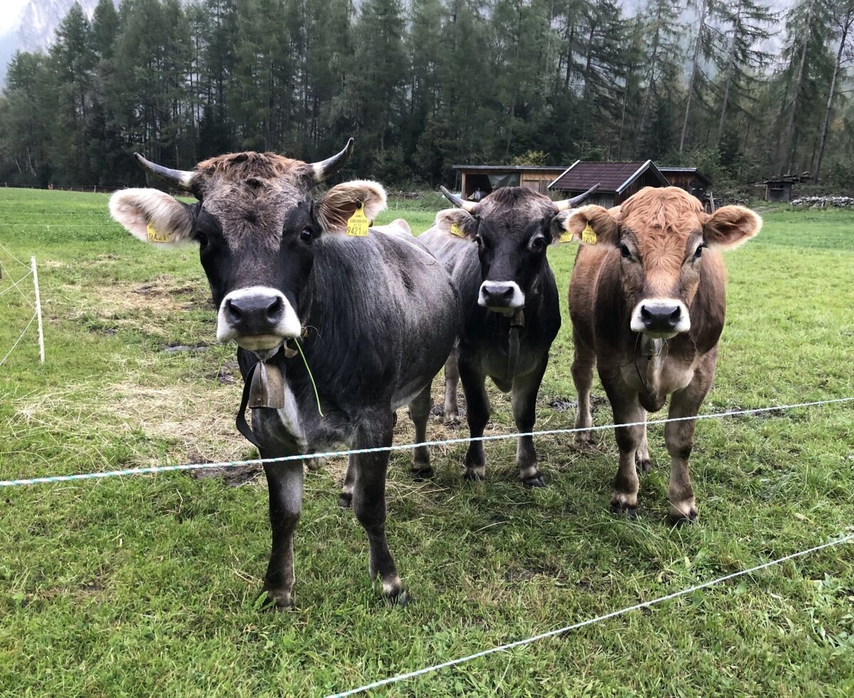 Jungvieh Rind im Herbst auf der Heimweide