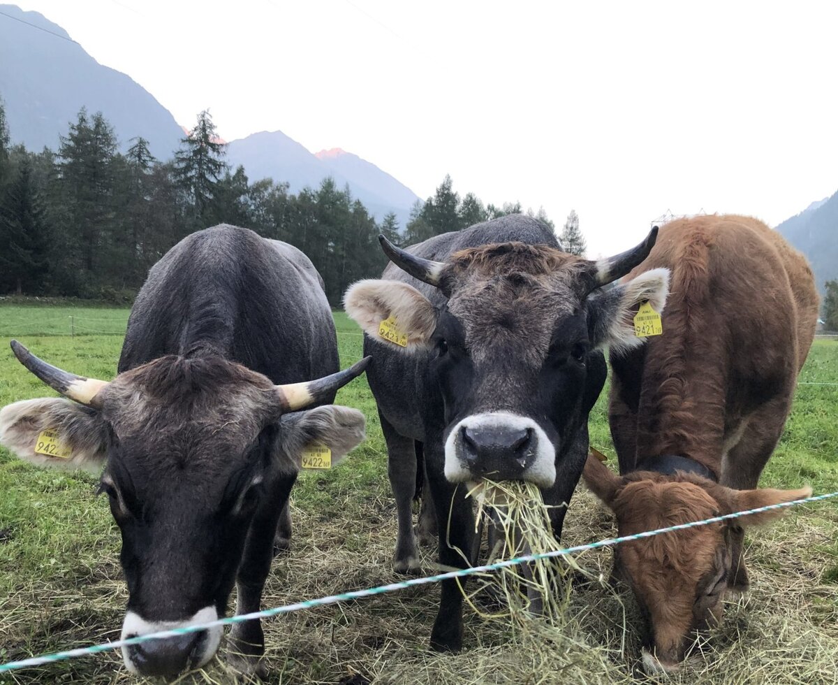 Jungvieh Rind im Herbst auf der Heimweide