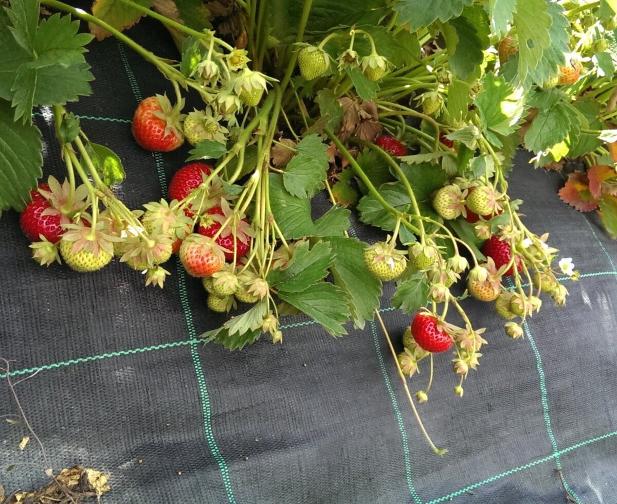 Erdbeerpflanzen mit Früchten in verschiedenen Reifestadien auf dem Bauernhof.