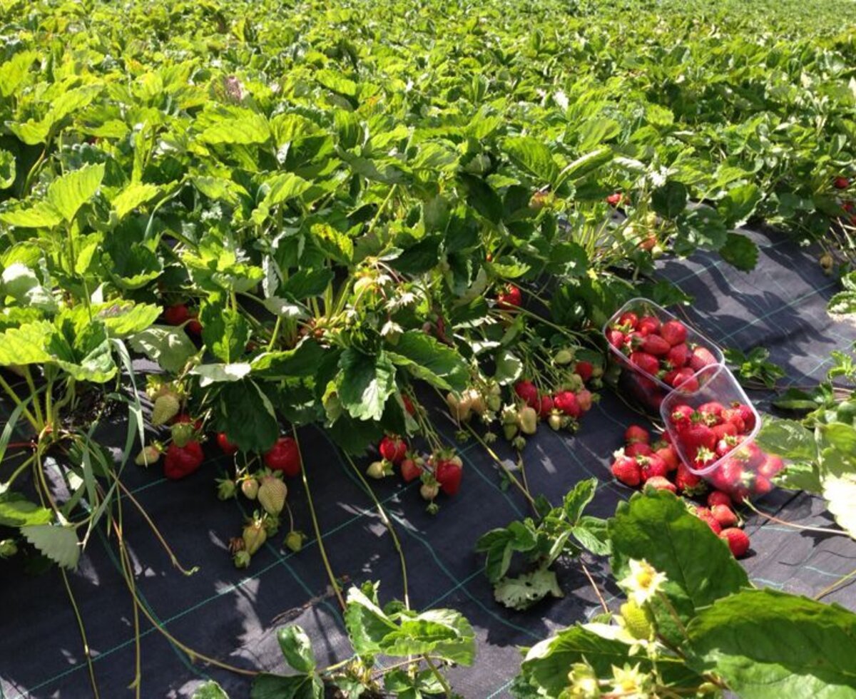 Das Erdbeerfeld des Bauernhofs mit reifen und unreifen Erdbeeren sowie frisch geernteten Früchten in Behältern.
