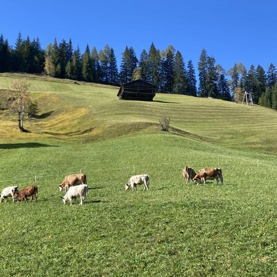 Kühe der auf Weide