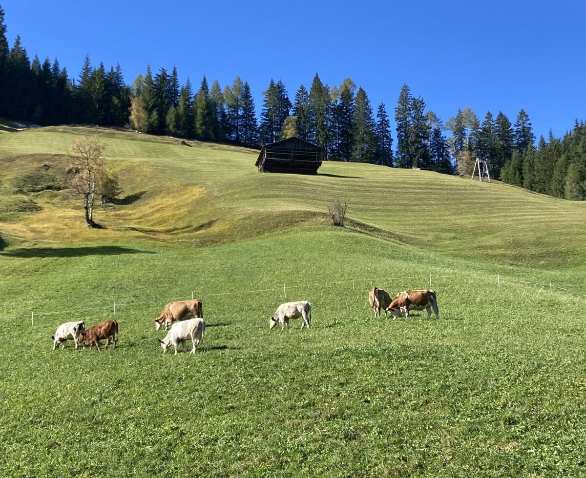 Kühe der auf Weide 