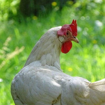 Unsere Eier-Lieferantin