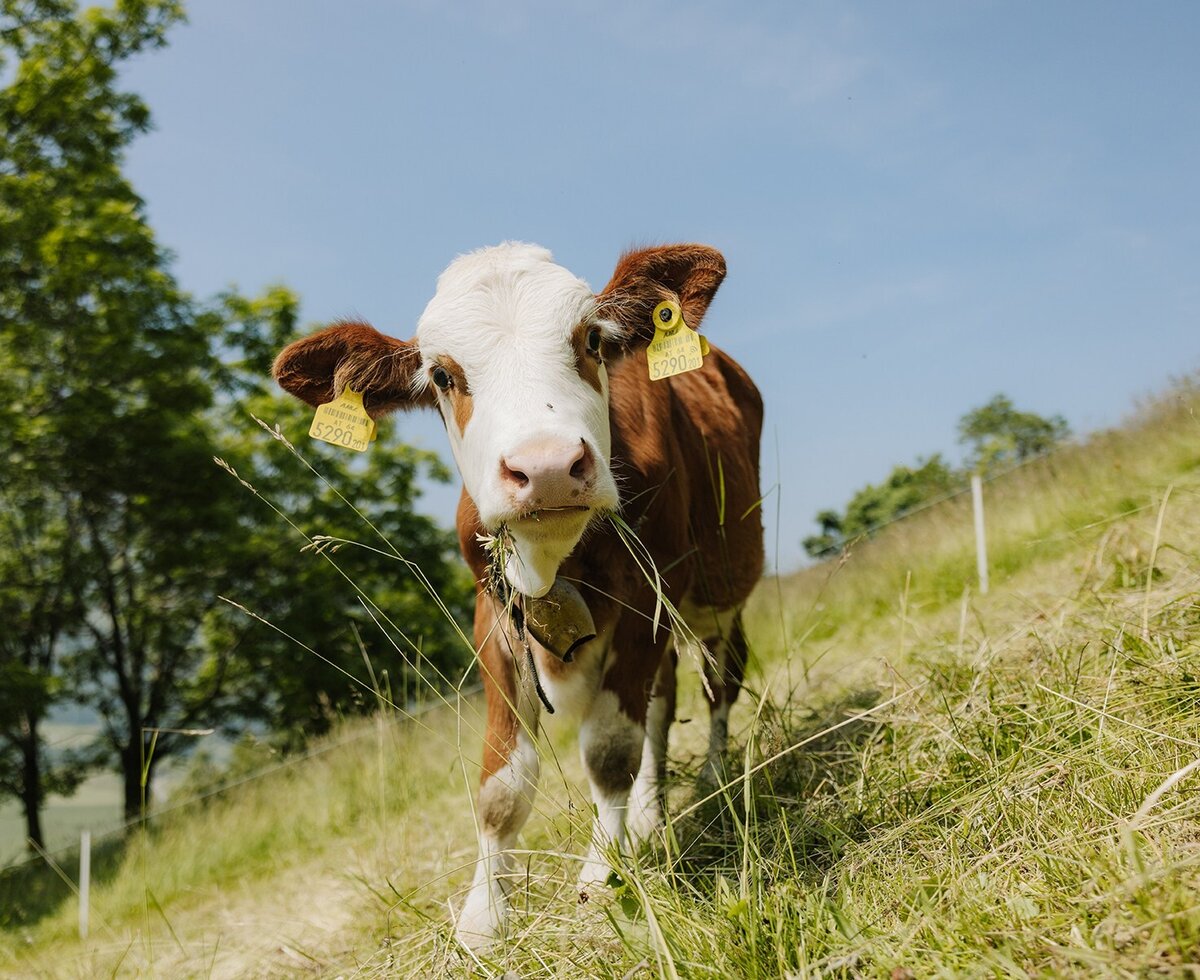 Ein Kalb mit Ohrmarken und Glocke auf der Wiese des Bauernhofs.