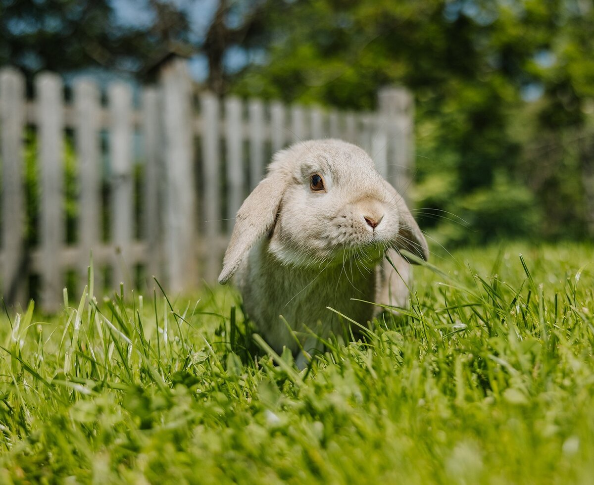 Ein Kaninchen im Gras vor einem Zaun auf dem Bauernhof.