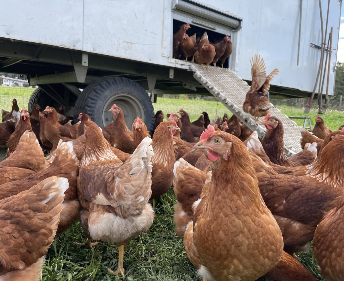Unsere glücklichen Hühner