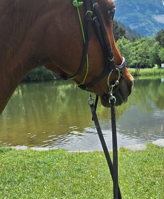 Pferd mit Zaumzeug am Seeufer vor einer Bergkulisse.