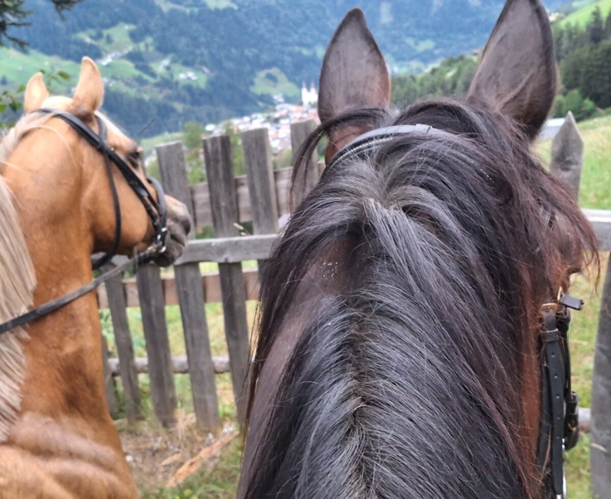 Zwei Pferde mit Zaumzeug vor einem Holzzaun, mit einer Berglandschaft und einem Dorf im Hintergrund.