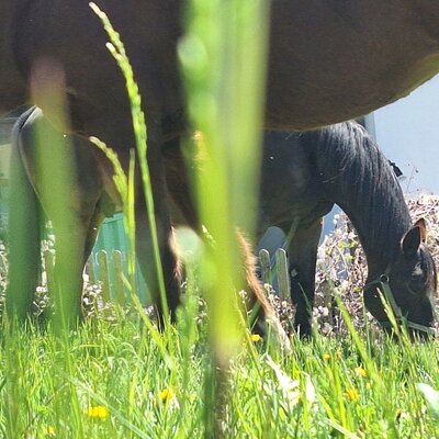 Zwei Pferde grasen auf der Wiese bei den Ap­par­te­ments.