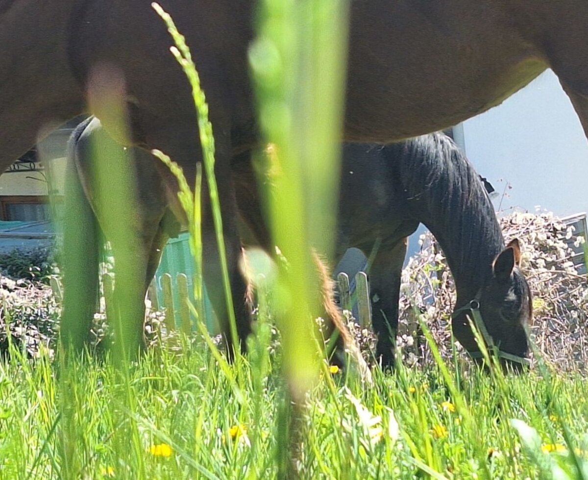 Zwei Pferde grasen auf der Wiese bei den Ap­par­te­ments.