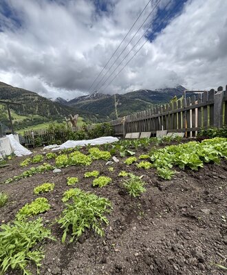 Der Gemüsegarten des Bauernhofs mit verschiedenen Pflanzen und Bergblick.