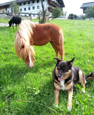 Ein Pony und die Hündin Ina auf der Wiese des Bauernhofs, mit einem weidenden Schaf im Hintergrund.