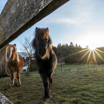 Zwei Ponys auf der Wiese des Bauernhofs, mit Sonnenstrahlen im Hintergrund.