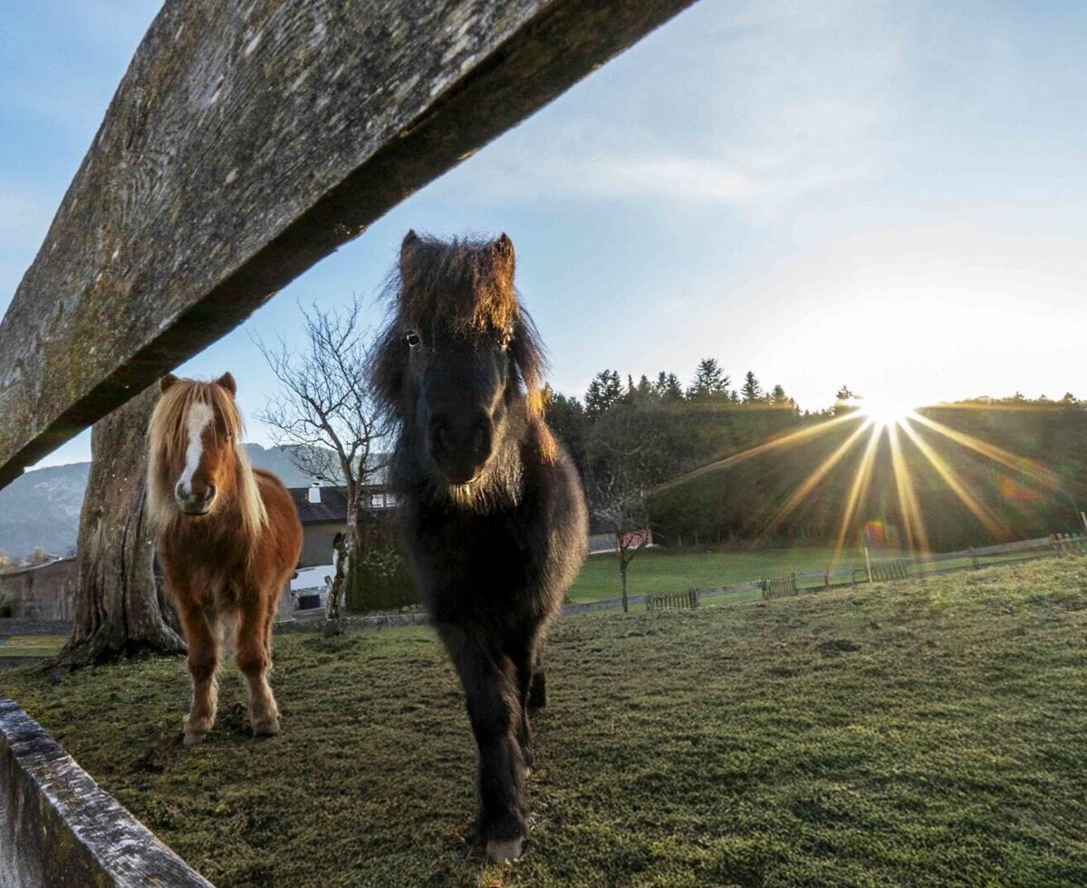 Zwei Ponys auf der Wiese des Bauernhofs, mit Sonnenstrahlen im Hintergrund.