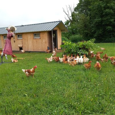 Die Hühner des Bauernhofs auf der Wiese vor ihrem Stall, wo Kinder nach Eiern suchen können.