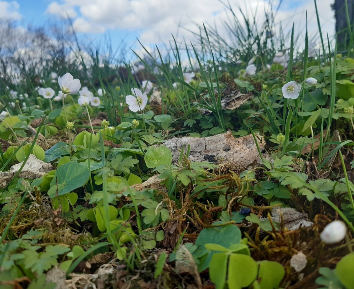 Waldboden mit Weißen Blüten