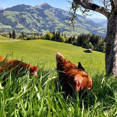 Hühner auf der grünen Wiese mit Bergblick.