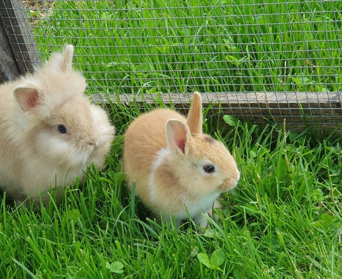 Unsere Löwenkopfkaninchen Toni und Moni