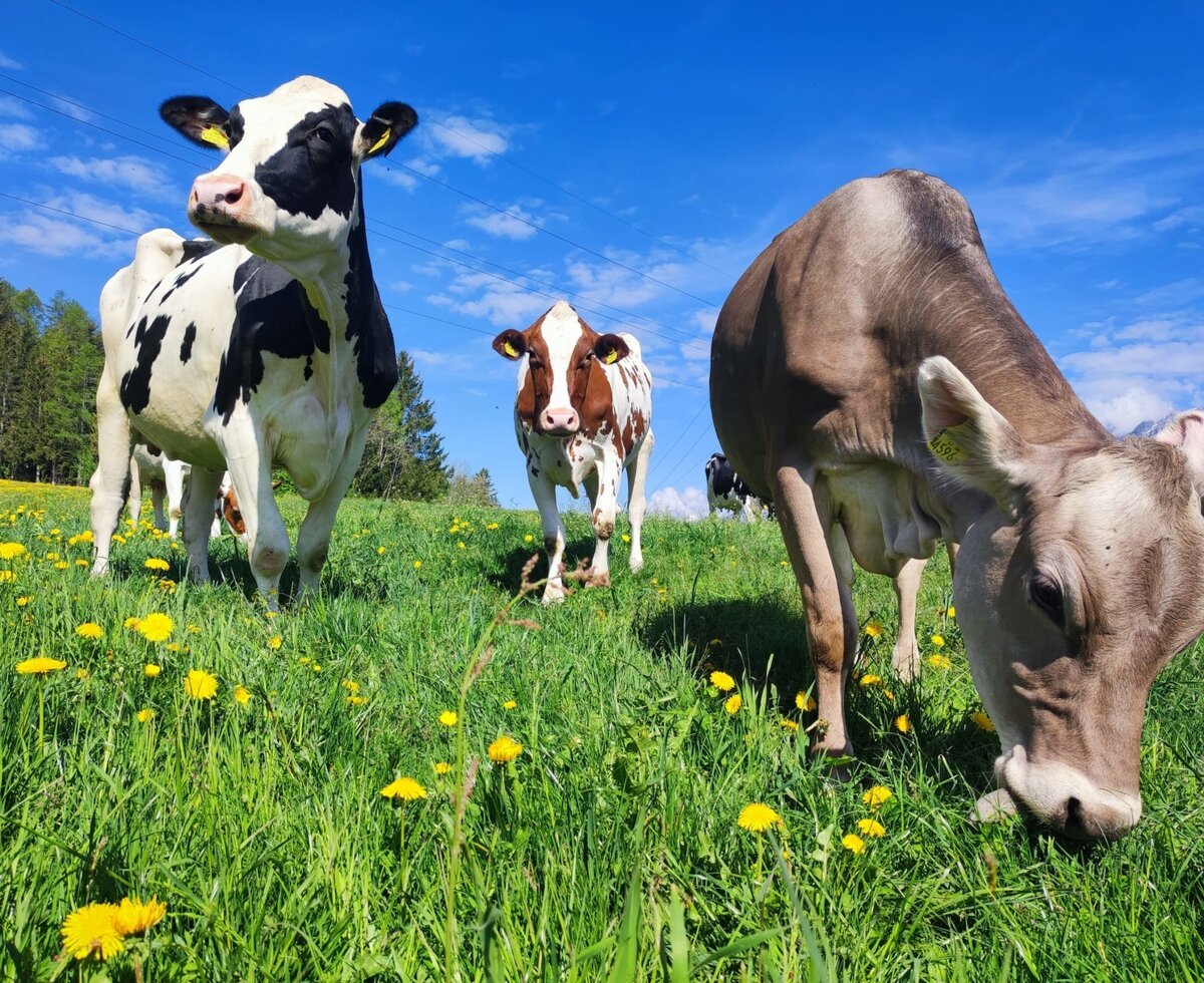 Unsere Milchkühe genießen jeden Tag das frische Gras auf der Weide