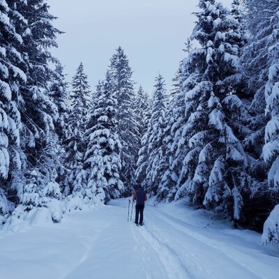 Schneeschuhwandern auf einem verschneiten Weg durch den Wald, umgeben von Tannen.