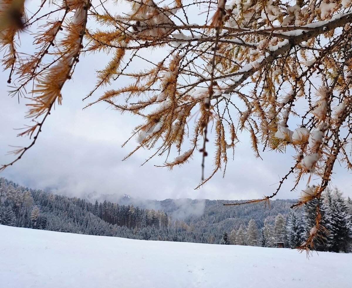 Winterlandschaft mit verschneiten Lärchenzweigen und einem schneebedeckten Wald.