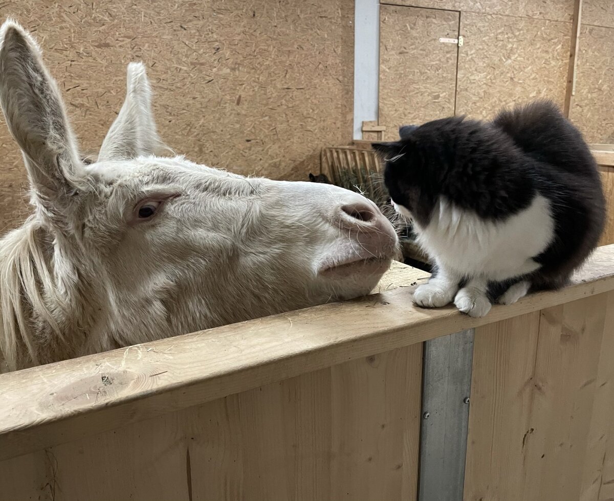 Ein weißer Esel und eine schwarz-weiße Katze begegnen sich im Stall auf dem Bauernhof.