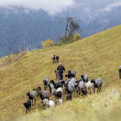 Der Bauer des Bauernhofs hütet seine Herde seltener Nutztiere auf der Bergweide.