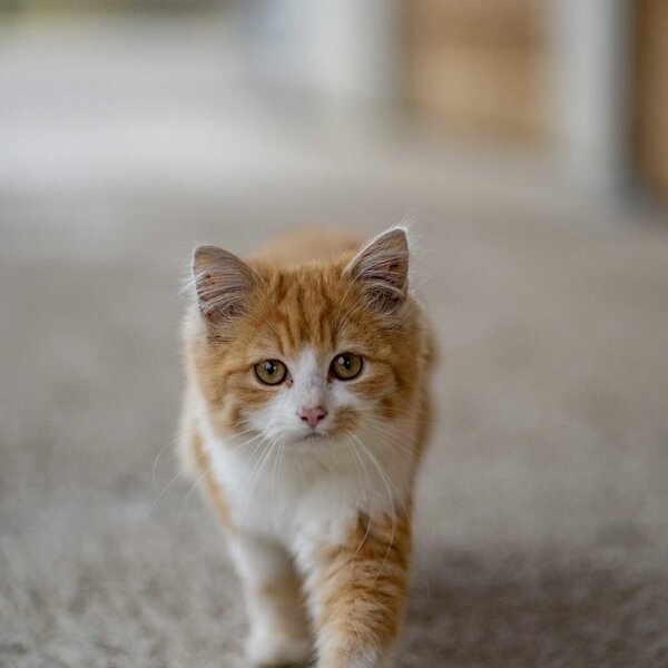 Eine orange-weiße Katze auf dem Bauernhof.