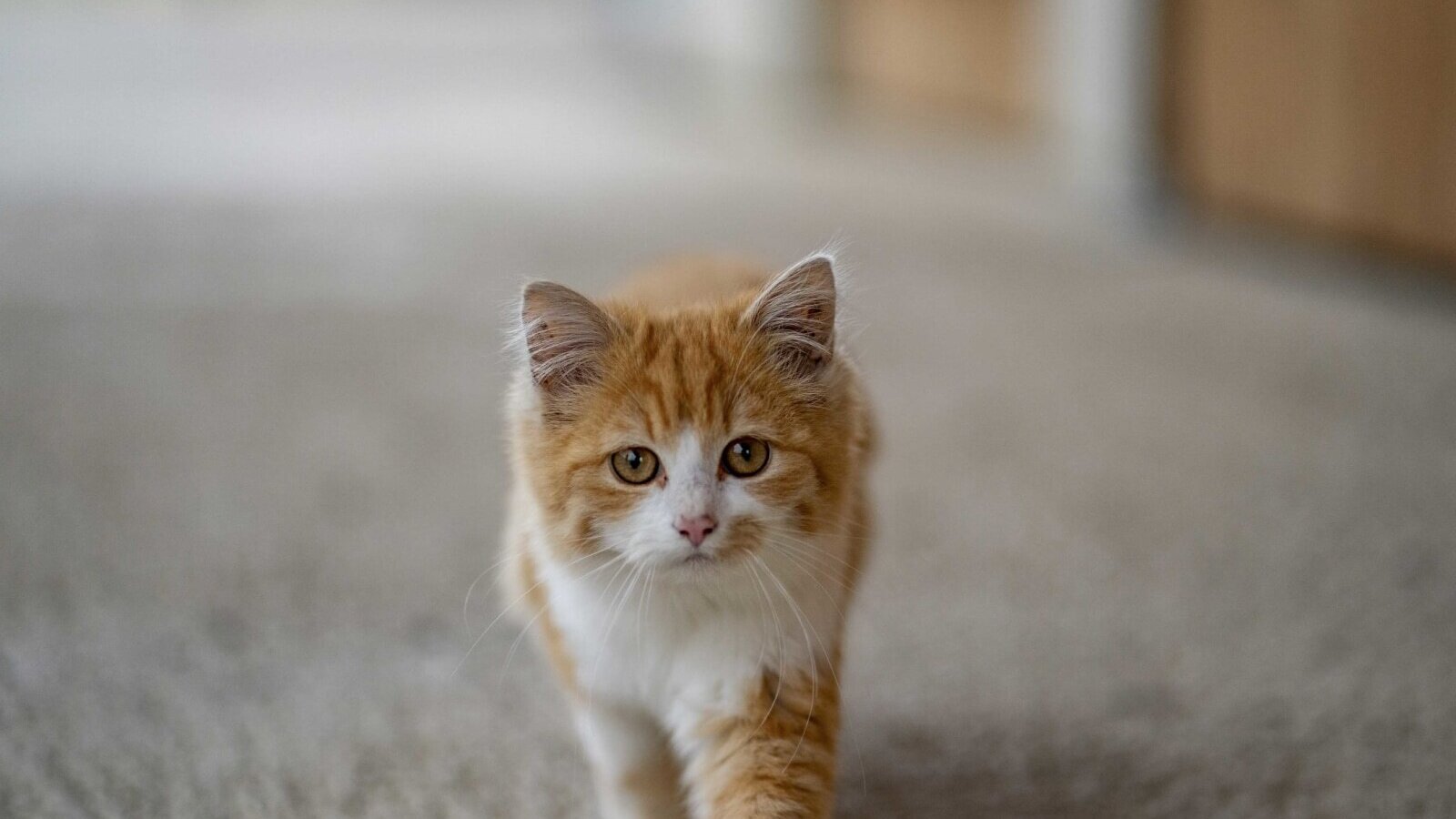 Eine orange-weiße Katze auf dem Bauernhof.