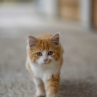 Eine orange-weiße Katze auf dem Bauernhof.