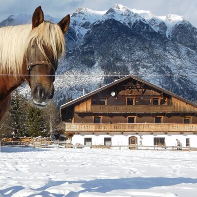 Ein Pferd auf dem verschneiten Feld vor dem Bauernhof, mit schneebedeckten Bergen im Hintergrund.