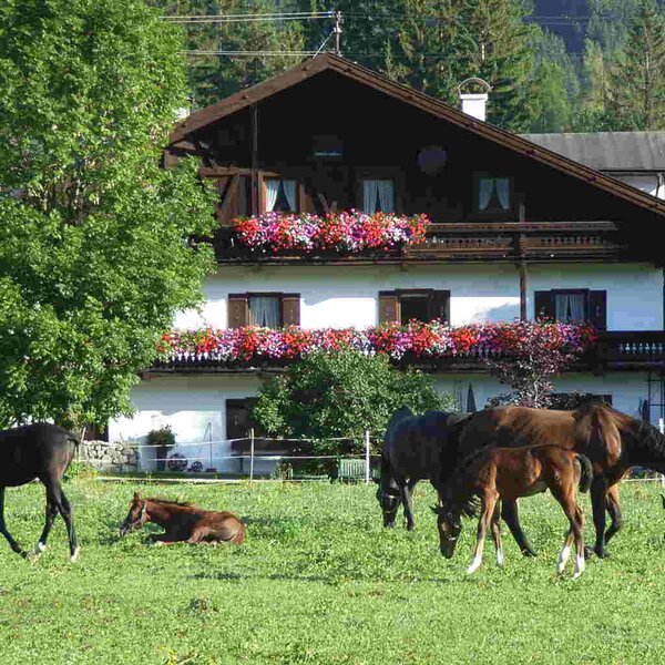 Tschaperhof - Urlaub mit Pferd in Tirol