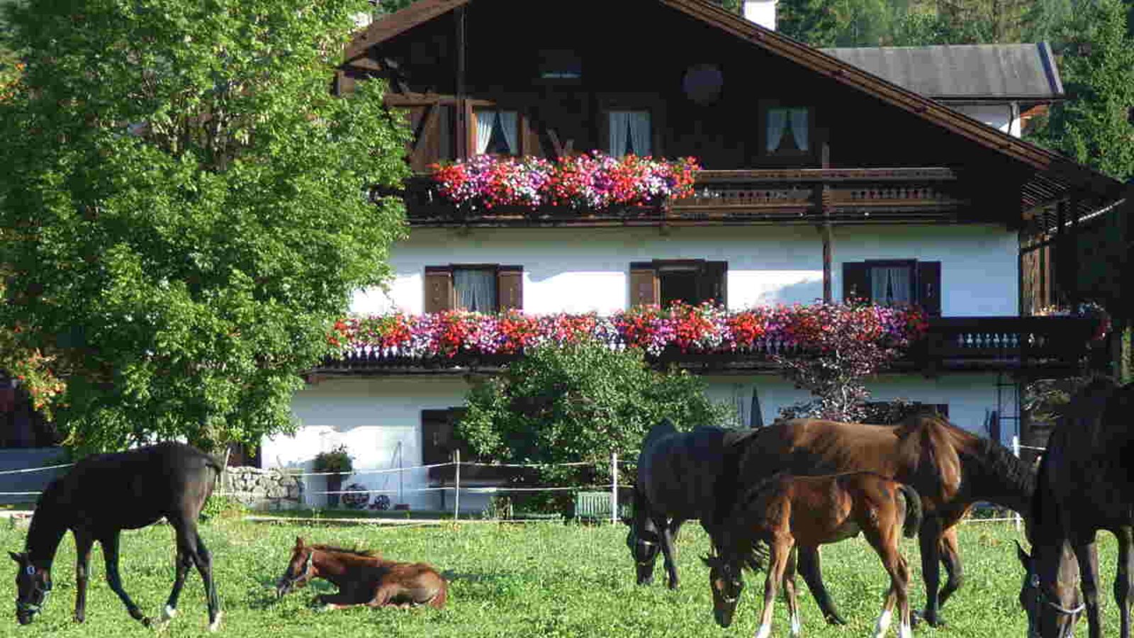 Tschaperhof - Urlaub mit Pferd in Tirol