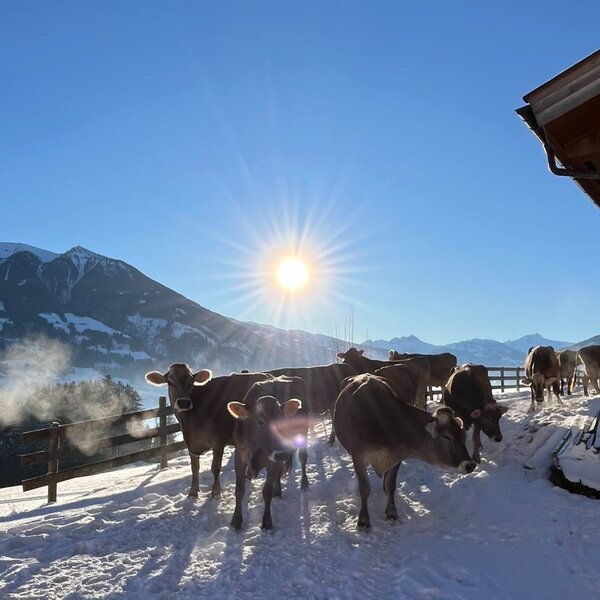 Kühe und Kälber auf dem verschneiten Bauernhof mit Bergen im Hintergrund und strahlender Sonne. Kühe und Kälber auf dem verschneiten Bauernhof mit Bergen im Hintergrund und strahlender Sonne.