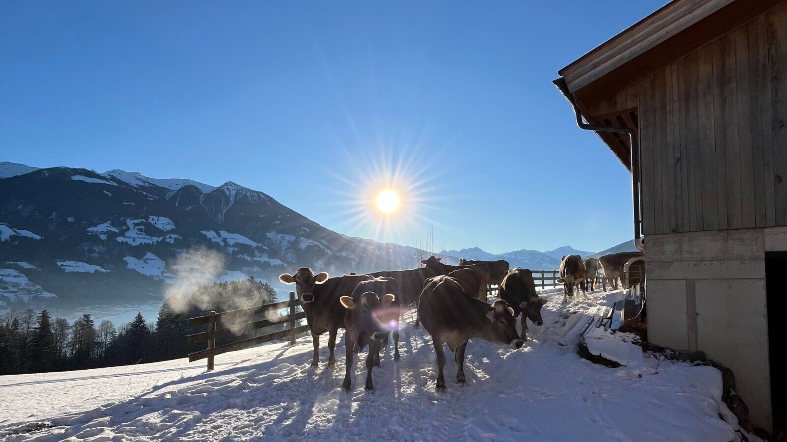 Kühe und Kälber auf dem verschneiten Bauernhof mit Bergen im Hintergrund und strahlender Sonne.