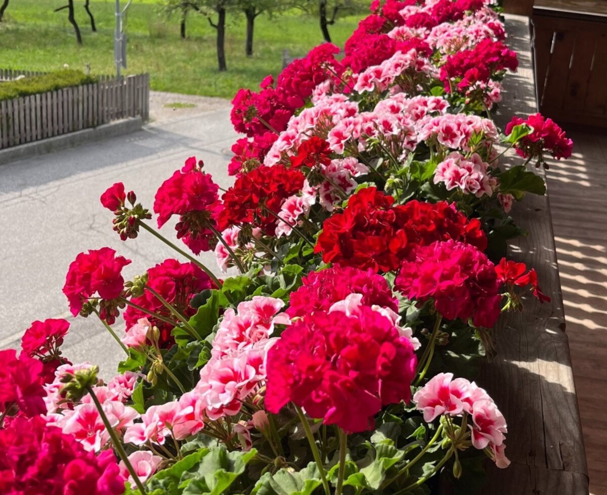 Balkon des Bauernhofs mit Blumenkästen voller roter und rosa Geranien.