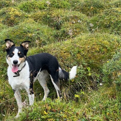 Ein schwarz-weißer Hund mit braunen Abzeichen steht im hohen Gras des Bauernhofs.